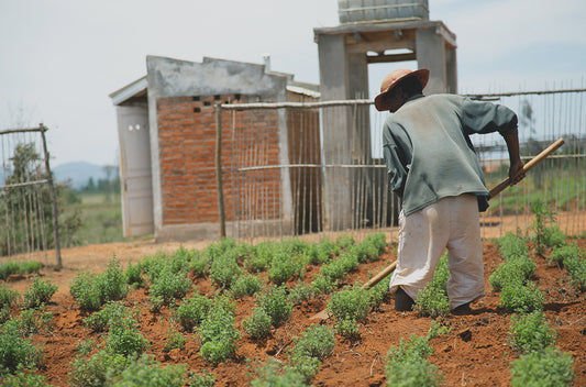 Kakukkfű termesztése - thyme
