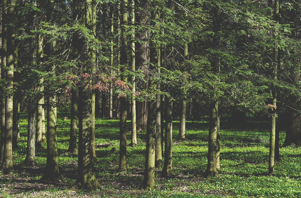 szibériai fenyő - siberian fir