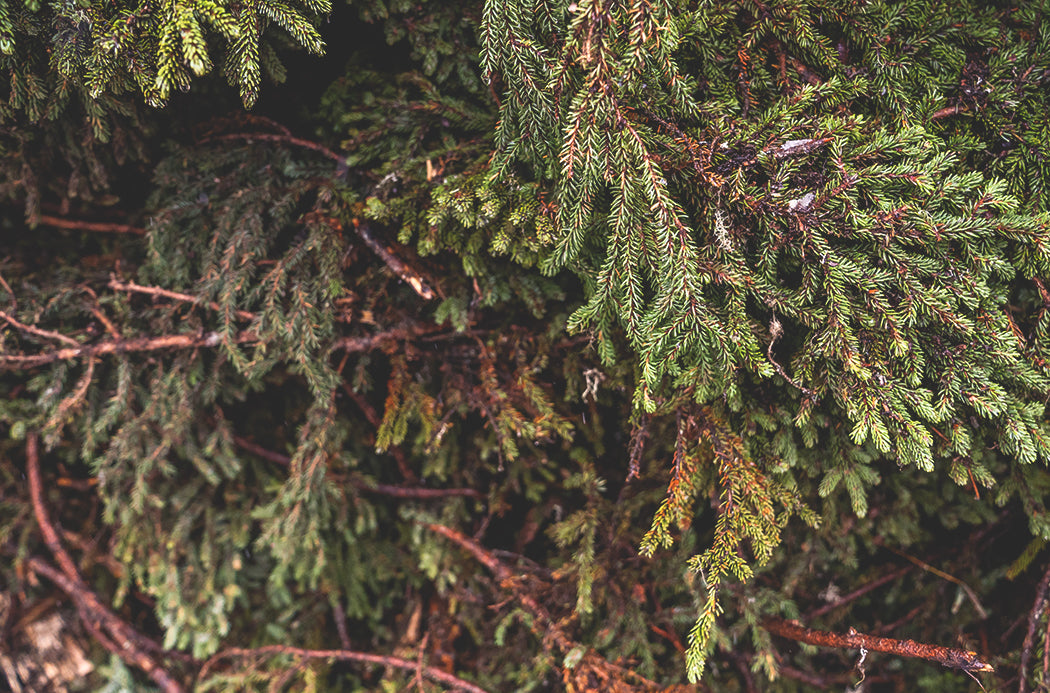 Doterra Kanadai fekete luc - blackspruce